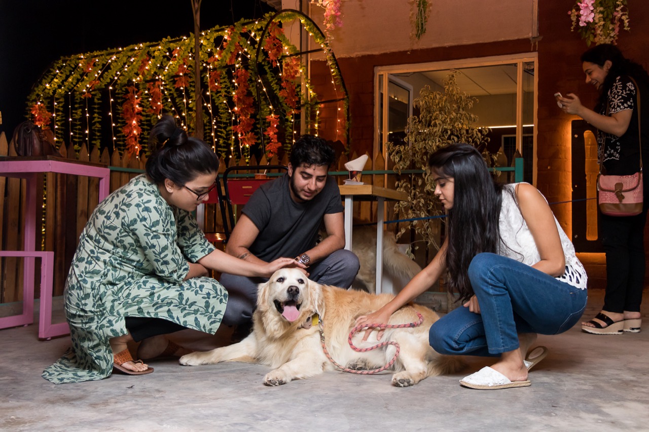 Dog Park - Professional service photo 5